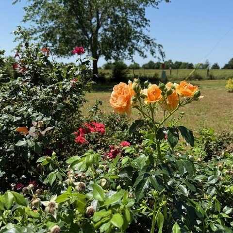 2289 Fm-275 S, Cumby, TX 75433