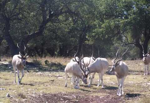 0 Hwy 41, Rocksprings, TX 78880