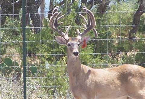0 Hwy 41, Rocksprings, TX 78880