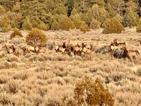 000 Hwy 96 and Hwy 595, Regina, NM 87017
