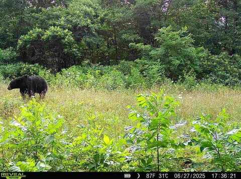 TBD Madison 3625, Kingston, AR 72742