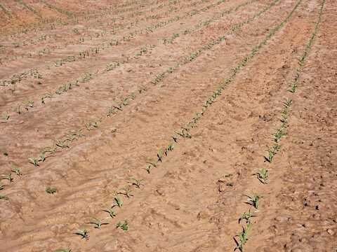 0 County Road 17, Headland, AL 36345