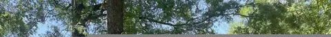 Pecan, SUMMERVILLE, SC 29483