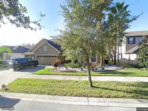Climbing Aster, TAMPA, FL 33647