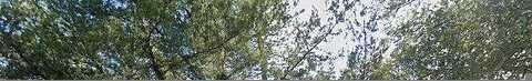 Maxey, WINTER GARDEN, FL 34787