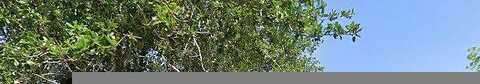 River Oaks, HARLINGEN, TX 78552