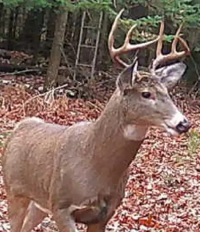 NE Old M-66, Kalkaska, MI 49646