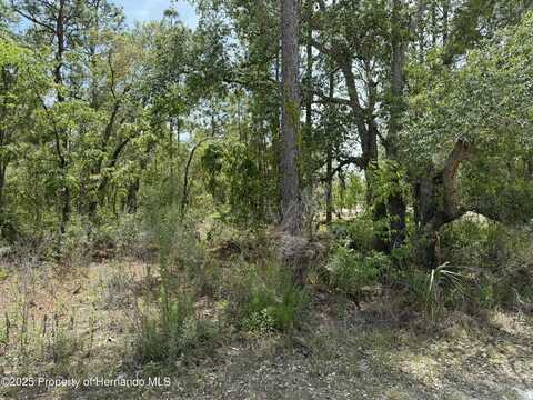 Snow Goose Avenue, Brooksville, FL 34614