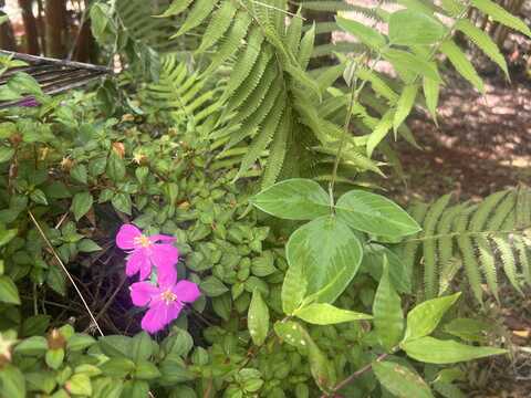 OCEAN VIEW PKWY, PAHOA, HI 96778