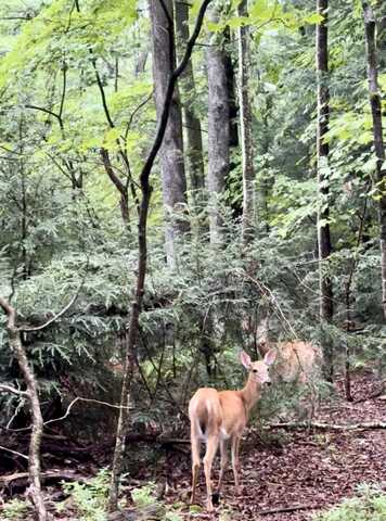 Lot # 108 Cottonwood, Jim Thorpe, PA 18229