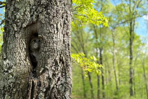 Lot 19 Mccord Bend, Galena, MO 65656