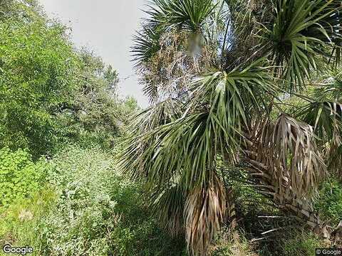 Ficus Tree, BOKEELIA, FL 33922