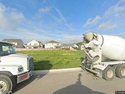 Yaupon Holly, GEORGETOWN, TX 78628