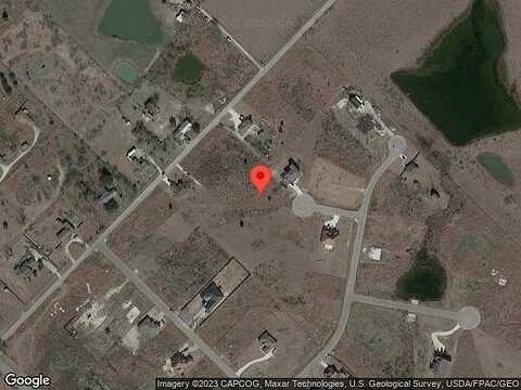Coachwhip, NIEDERWALD, TX 78640