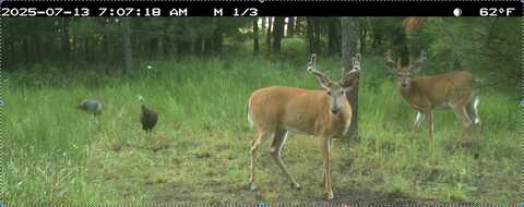 STATE HIGHWAY 153 EAST, BEVENT, WI 54440
