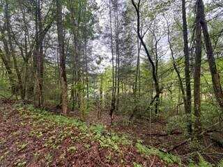 Lot 153 Bear Den Trl, Grandview, TN 37337