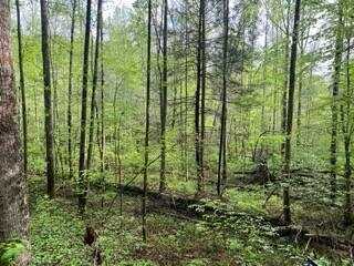 Lot 102 Bear Den Trl, Grandview, TN 37337
