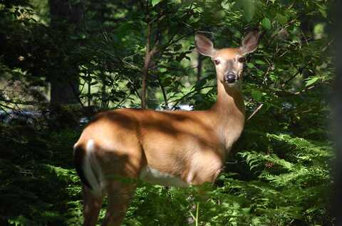 5 Acres N Everett, Roscommon, MI 48653
