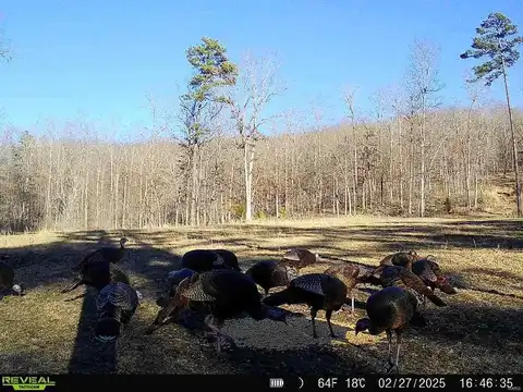 342 Wayne 342, Piedmont, MO 63957