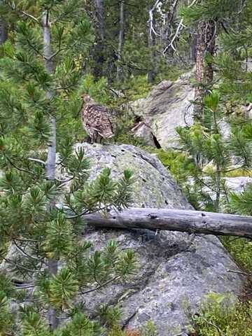 NHN Michael Davitt Granite Access Road, Philipsburg, MT 59858