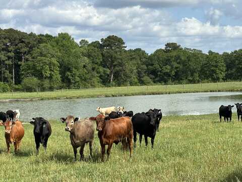 261.6 Ac Millside Road, Laurel Hill, FL 32567