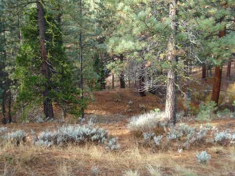 199 Big Grizzly Road, Portola, CA 96122