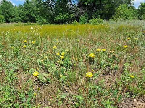 10.05ac Barberry Avenue, Newaygo, MI 49337