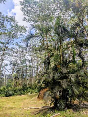PAKALANA RD, PAHOA, HI 96778