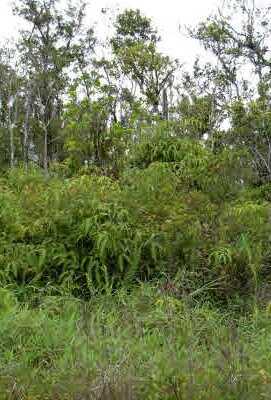 JUNGLE KING AVE, VOLCANO, HI 96785