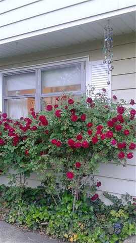 Cypress, ORANGEBURG, NY 10962