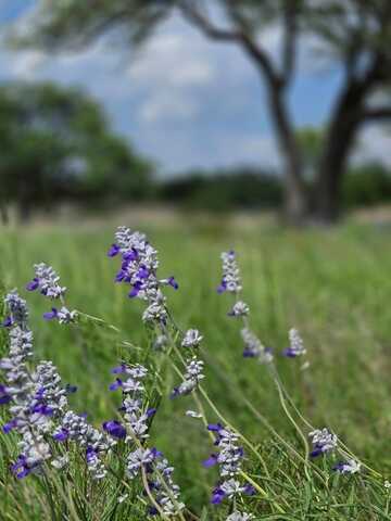 Lot 21 Badger Ridge Rd, Fredericksburg, TX 78624
