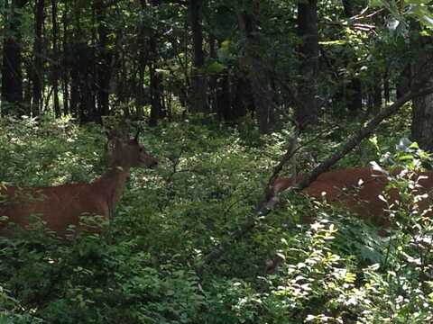 217 Red Ridge Tr & Foothill Rd Trail, Albrightsville, PA 18210