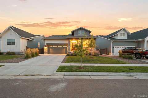 Shikra, BRIGHTON, CO 80601