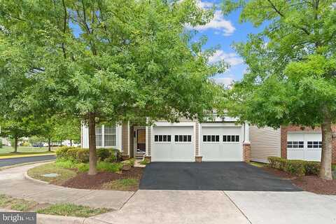 Yellow Daisy, LORTON, VA 22079