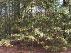 W Chimney Rock Road, London, AR 72847