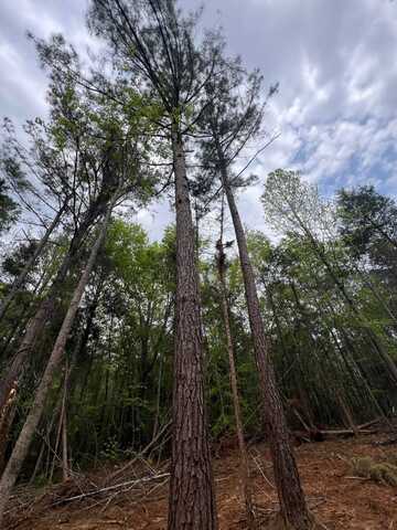 Hwy. 25 Hwy. 25, Greensboro, AL 36744