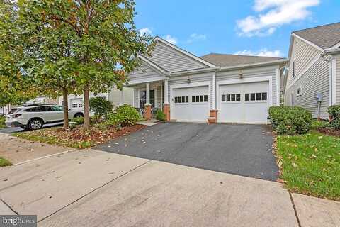 Yellow Daisy, LORTON, VA 22079