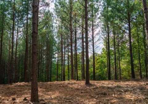 2533 Wedgewood Dr, Hohenwald, TN 37096