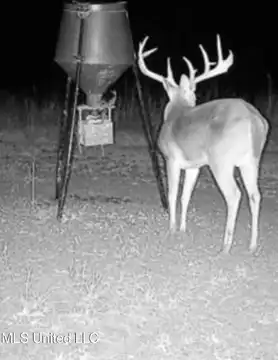 Hwy 444, Shelby, MS 38774
