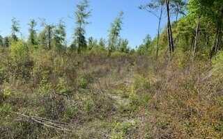 TBD CR 49, Mc Alpin, FL 32062