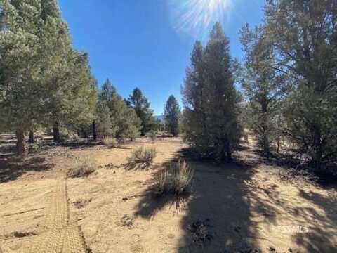 Conifer, Kennedy Meadows, CA 93527