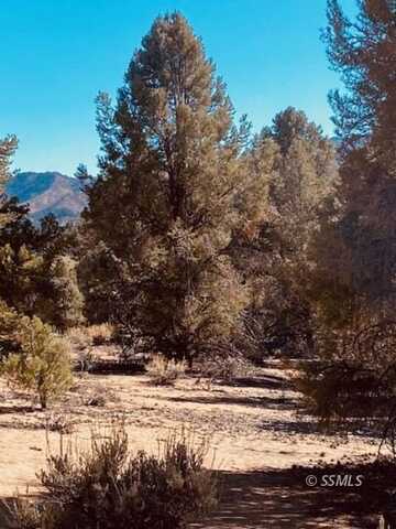 Conifer, Kennedy Meadows, CA 93527