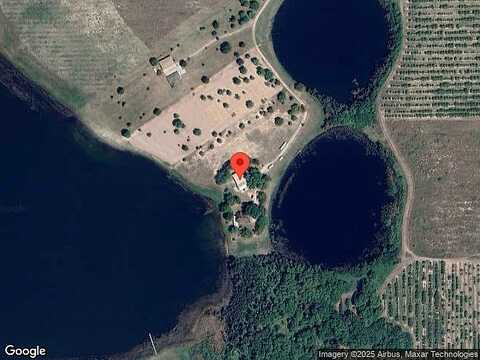 Eucalyptus, LAKE WALES, FL 33898