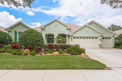 Ligustrum, PALM HARBOR, FL 34685