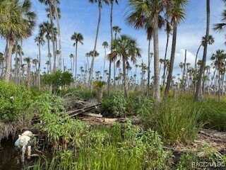 10203 Chassahowitzka River, Homosassa, FL 34446
