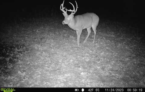 1 CR 831, Gainesville, MO 65655