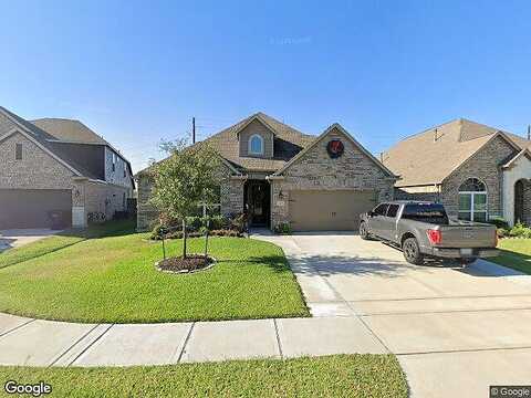 Wollemi Pine, KATY, TX 77493
