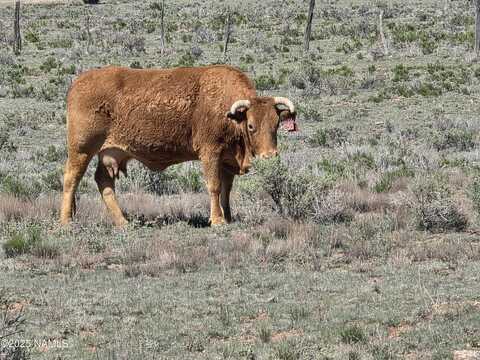 8175 Sharp Knife Road, Williams, AZ 86046
