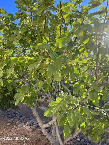 Sage Sparrow, GREEN VALLEY, AZ 85614