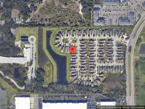 Yellow Buckeye, RIVERVIEW, FL 33578